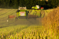 Zbi�r rzepaku 2025 OHZ w Osieku Sp. z o. o.